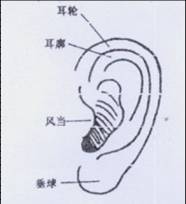 第五官,采听官(耳朵)