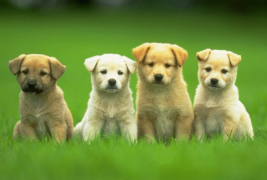 适合养狗的风水