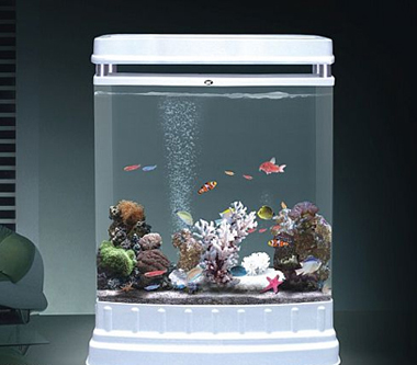 风水新看点如何养缸开运的风水鱼