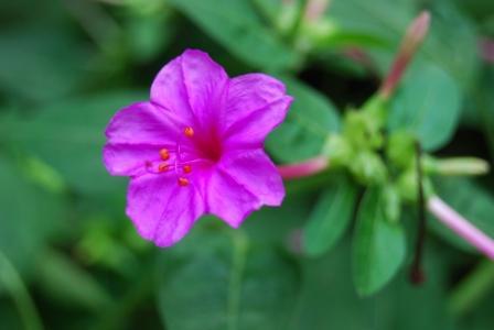 农历生日看你一生命运 农历生日查询 农历生日和命运的关系 农历生日与性格命运